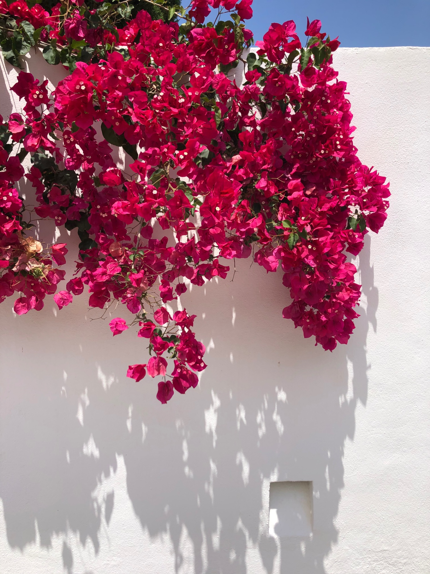 Villa garden